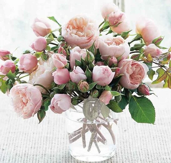 The Generous Gardener — Select Roses